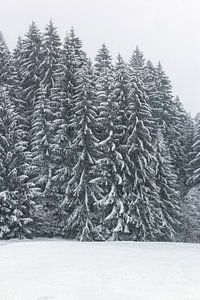 Schneebaum