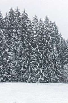 Sneeuwboom van Thomas Heitz