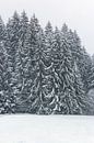 Sneeuwboom van Thomas Heitz thumbnail