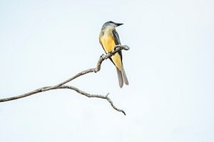 Légèreté de la nature Oiseau sur une branche solitaire