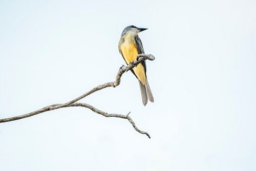 Lichtheid van de Natuur Vogel op een Eenzame Tak