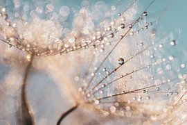 harmony by Daniela Beyer