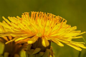 Paardebloem van René Roos