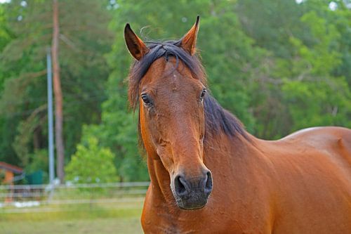 Trakehner Feldmeyer in de wei