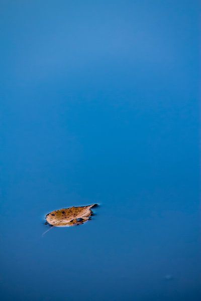 One leaf on blue water. par Marga Buitendijk
