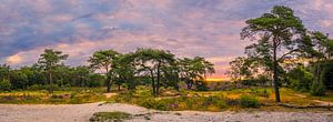 Panorama und Sonnenaufgang über dem violetten Heidekraut im Bakkeveen D