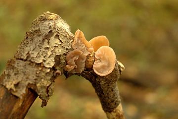 L'épi de Judée aux couleurs de l'automne sur N M foto