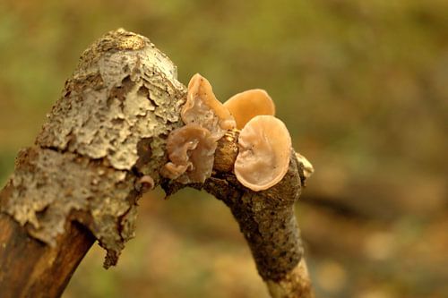 Judas ear in autumn colours