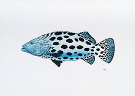 Fisch Serie B von Martino Romijn