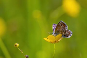 vlinder op een boterbloem in de lente van Mei-Nga Smit-Wu