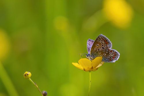 vlinder op een boterbloem in de lente