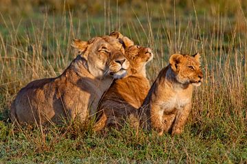 Moeder leeuw met kinderen van Peter Michel