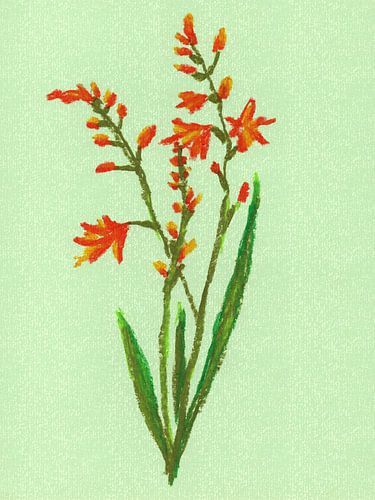 Kleurrijke vintage bloemen. Crocosmia of montbretia in oranje en groen.