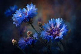 Night Blue in Bloom