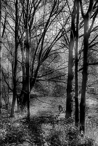 What the light hides