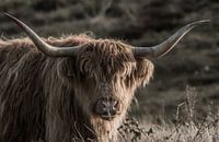 Female Scottish Highlander