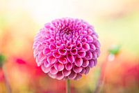 Dahlia with morning dew