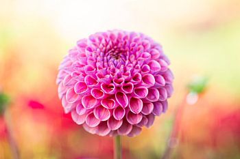 Dahlia avec la rosée du matin