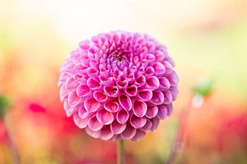 Dahlia with morning dew by Suzanne van Saase