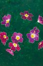 Primula in groen van Susan Hol thumbnail