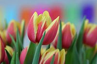 bos rood geel gevlamde tulpen in bloei