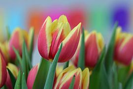 Strauß rot-gelb geflammter Tulpen in Blüte von Robin Verhoef