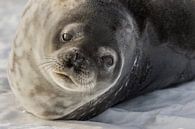 Weddel zeehond - Antarctica van Family Everywhere thumbnail