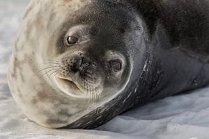 Weddel zeehond - Antarctica