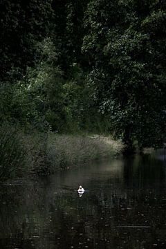 De witte kwaker van Tanja Huizinga Photography