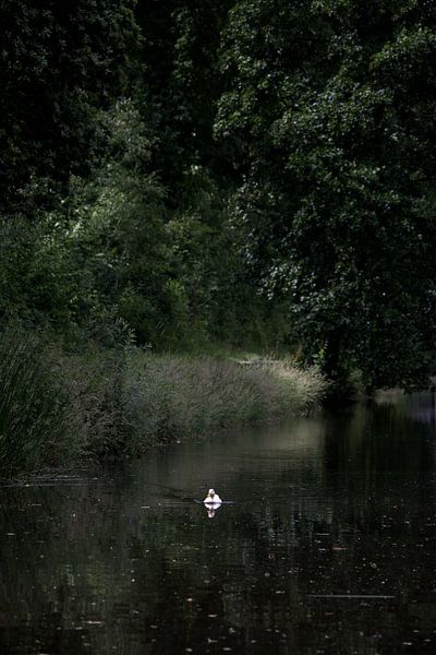 The white duck by Photo's by Tanja