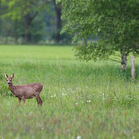 Reh im Gras von Roy IJpelaar