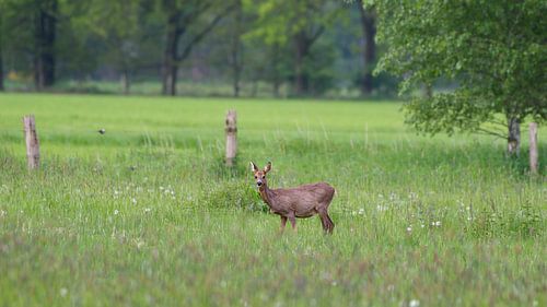 Ree in het gras van Roy IJpelaar