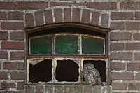 Kleine Eule im Fenster