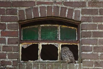 Little owl in the window by Ina Hendriks-Schaafsma
