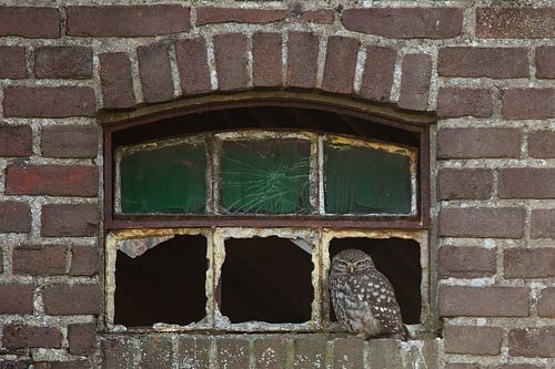 Steenuil in het raam