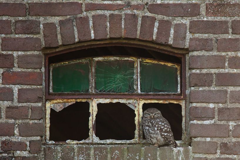 Kleine Eule im Fenster von Ina Hendriks-Schaafsma