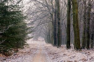 Bevroren bos op de Veluwe von Evert Jan Kip