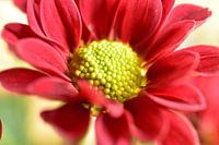 Een rode chrysant bloem