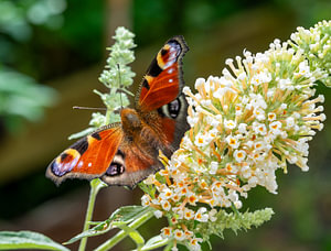 Inachis io-Schmetterling auf Buddleja-Blume