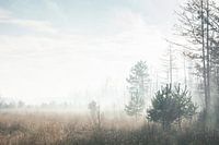 Winter morning mist