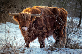 Schottischer Hochlandrind – Majestätisch im Winterlicht von SR Blaauw