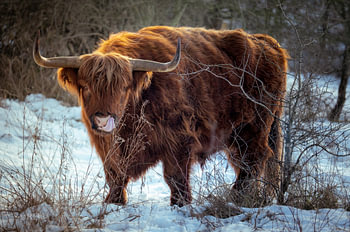 Schotse Hooglander - Statige in het winterlicht