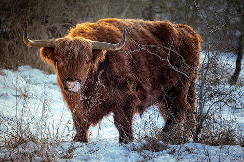 Highlander écossais - Majestueux sous la lumière hivernale
