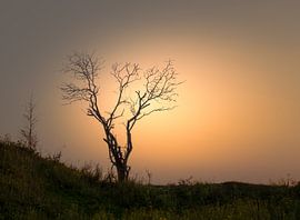 Erreichen Sie von Arie den Ouden