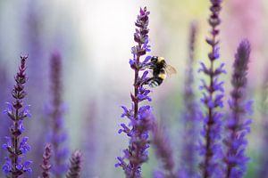 Hommel op salie van Jarno van Bussel