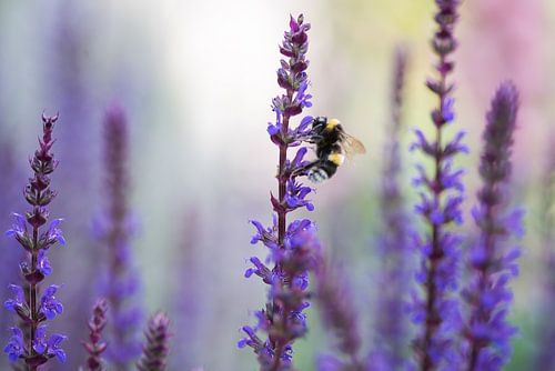 Hommel op salie