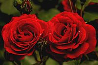 twee rode rozen met dauwdruppels