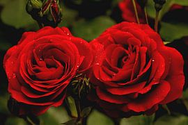two red roses with dewdrops by foto by rob spruit