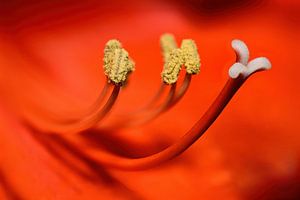 Lady in red - Macrophotographie de la fleur d'un lys rouge