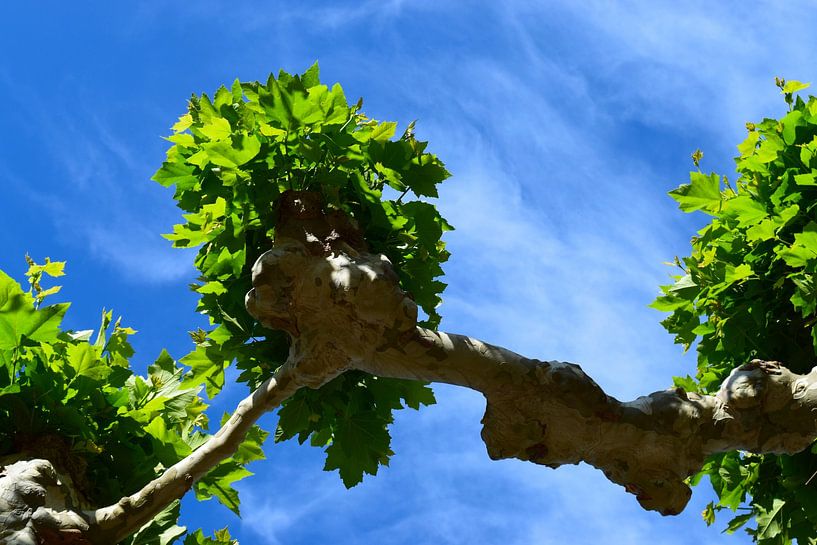Close-up of Plane or sycamore trees facing each other and growing towards each other - seen from below against a blue sky, emphasis on silhouette by Studio LE-gals